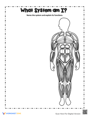 Muscular System Teaching Activity
