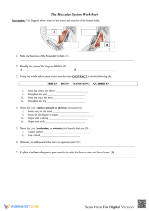 The Muscular System Practice Worksheet