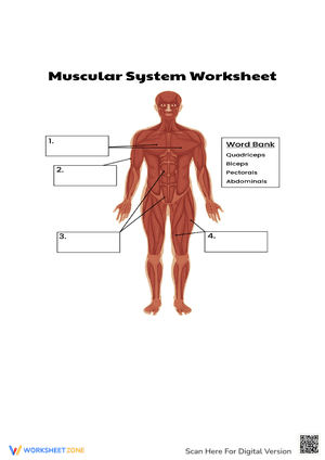 Muscular System Worksheet 1