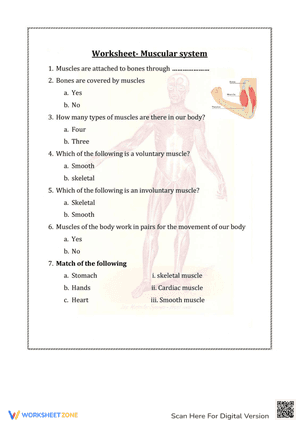 Worksheet-Muscular System