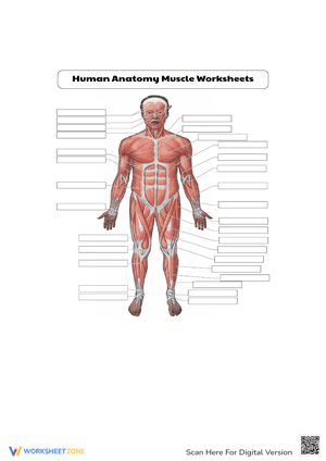 Human Anatomy Muscle Worksheet