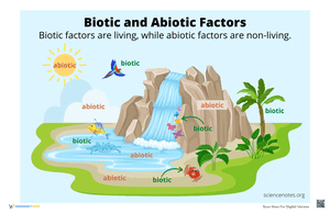 Biotic and Abiotic Factors Poster
