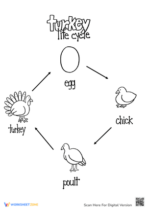 Learn about Turkey Life Cycle 2 - Theory