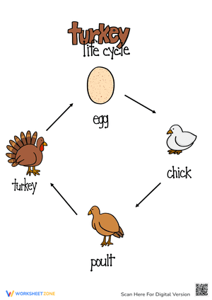 Learn about Turkey Life Cycle 1 - Theory