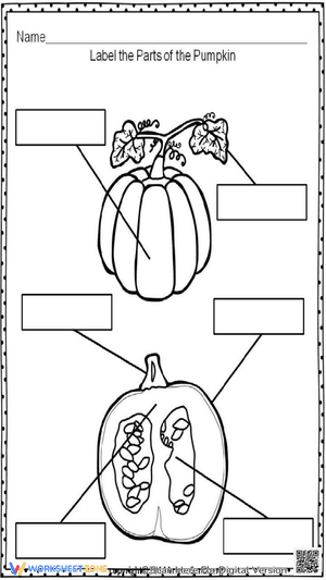 Label the Parts of the Pumpkin
