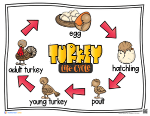 Turkey Life Cycle Posters