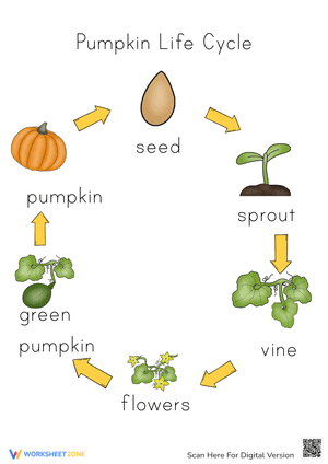 Learn about Pumpkin Life Cycle 1 - Theory