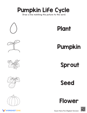 Pumpkin Life Cycle - Matching Fun