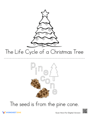 Christmas Tree Life Cycle