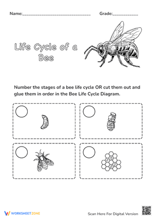 Life Cycle of a Bee Sequencing
