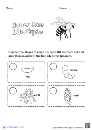 Honey Bee Life Cycle Sequencing