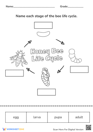 Bee Life Cycle