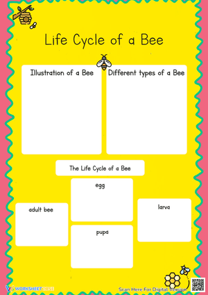 Life Cycle of a Bee Organizer Activity