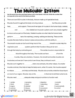 The Muscular System Practice