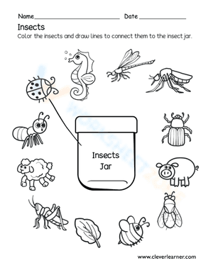 Insects jar
