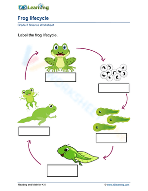Frog lifecycle