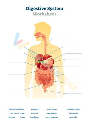 Digestive system worksheet