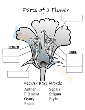 Parts of a flower 2