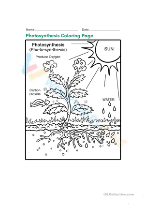 Photosynthesis 4