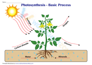 Photosynthesis Basic Chart