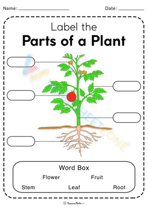 Plant Parts Worksheet Colored Version
