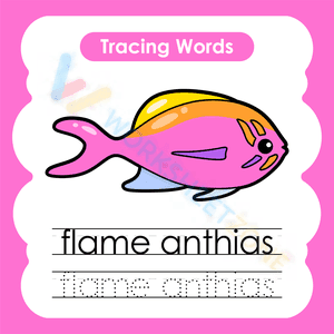 Tracing words: Flame Anthias