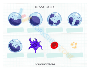 Type of blodd cells