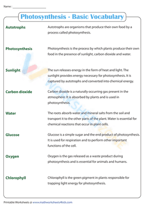 Photosynthesis | Basic Vocabulary