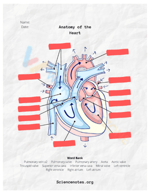 anatomy 1