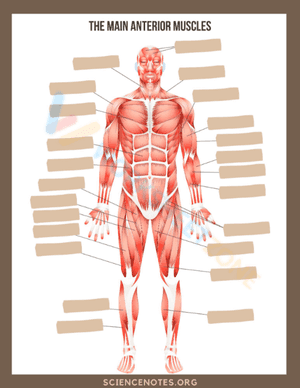 anatomy 4