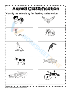 animal classification 8