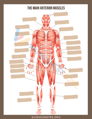 anatomy 4