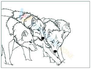 The cool wolves