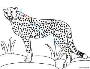 Cool Cheetah
