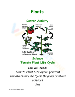 The life cycle of a tomato plant