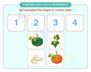Pumpkin life cycle worksheet