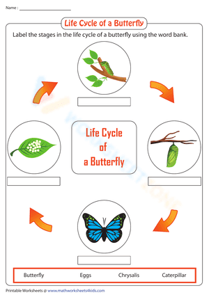 Life Cycle of a Butterfly 2