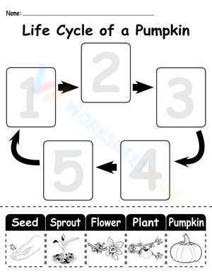 Life cycle of a pumpkin