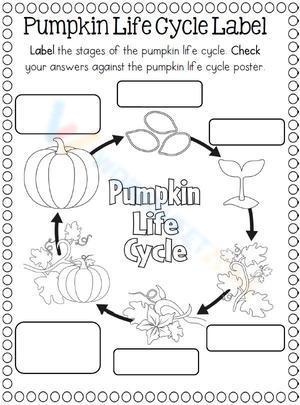 Pumpkin life cycle label