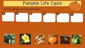 Pumpkin life cycle