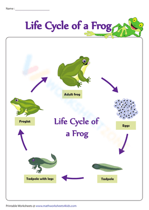Life cycle of a frog 1