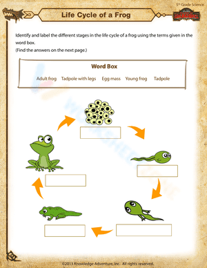 Life Cycle of a Frog 4