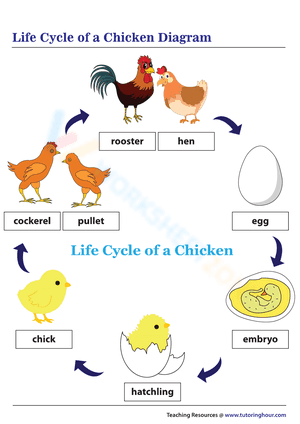 Life Cycle of a Chicken diagram