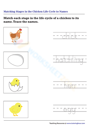 Matching stages in the chicken life cycle to names
