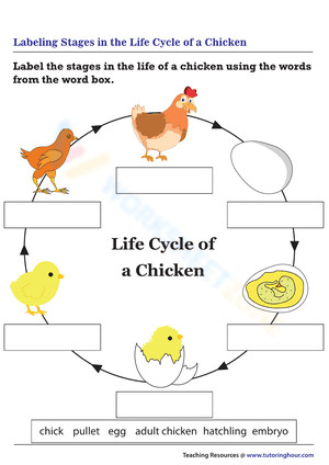 Labeling stages in the life cycle of a chicken