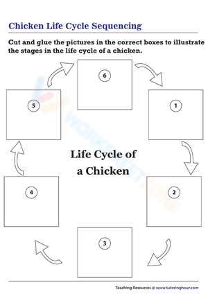 Chicken life cycle sequencing