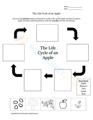 The Life Cycle of an Apple