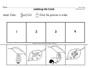 Ladybug life cycle 2