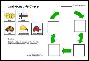 Ladybug life cycle 3