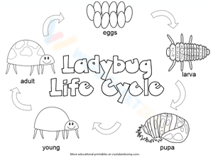 Ladybug life cycle 4